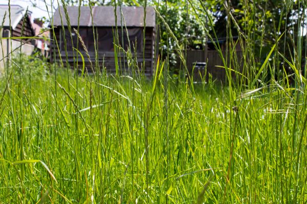 Cost of Overgrown Lawn Trimming in Douglasville